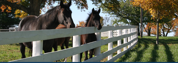 Horses in Kentucky, where you can get FHA mortgage loans